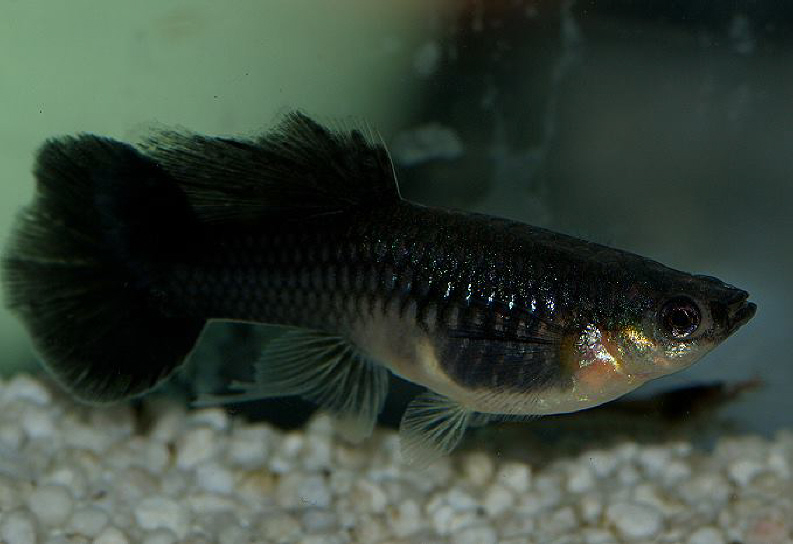 Guppy Breeding - Philip Shaddock